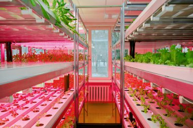 Micro greens farm for healthy food indoor harvest