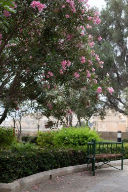 Bright pink flowers on a tree in summer in Malta