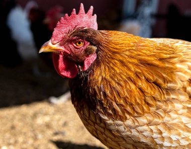 Canlı bir tavuğun kafasını yakın, turuncu tüyler, kırmızı tarak