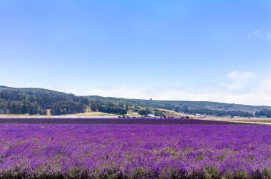 Bright purple flower fields in the sun