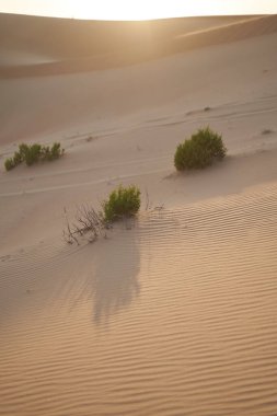 Vertical shot with desert plants growing on a dune.