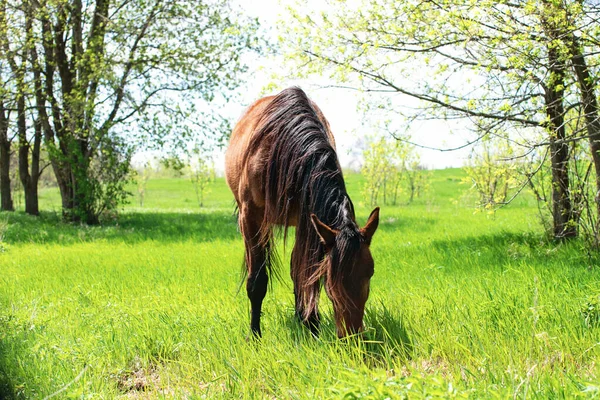 Brown Horse Grazing Spring Meadow — Stok fotoğraf