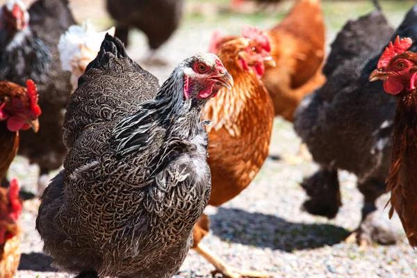 Csirkék Közelsége Gazdaságokban — Stock Fotó