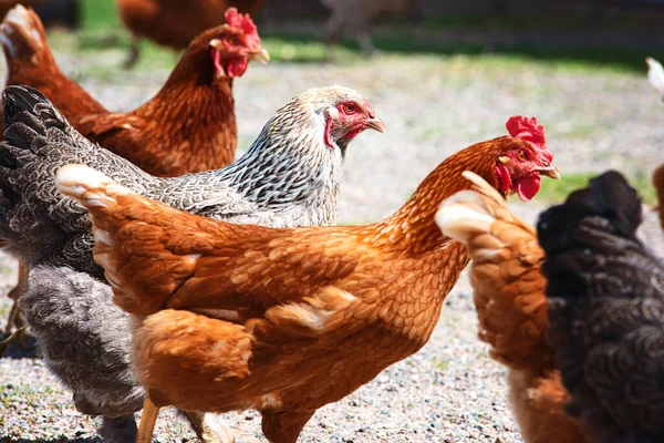 Csirkék Közelsége Tanyán — Stock Fotó