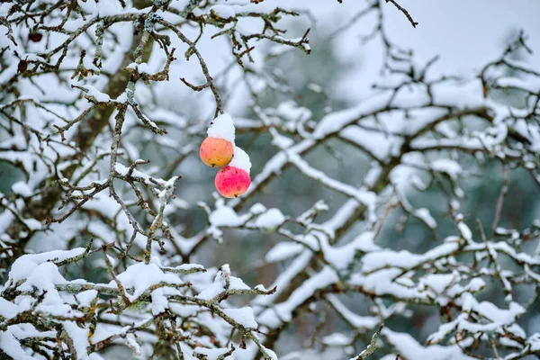 雪の中のリンゴのある冬の庭 — ストック写真