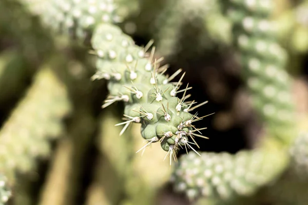 Close Cactus Plant — Stock Photo, Image