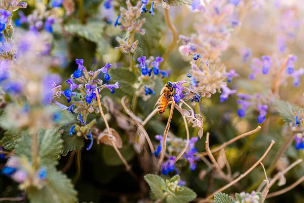蜂は紫色の植物 緑の葉 太陽のまぶしさを受粉します — ストック写真