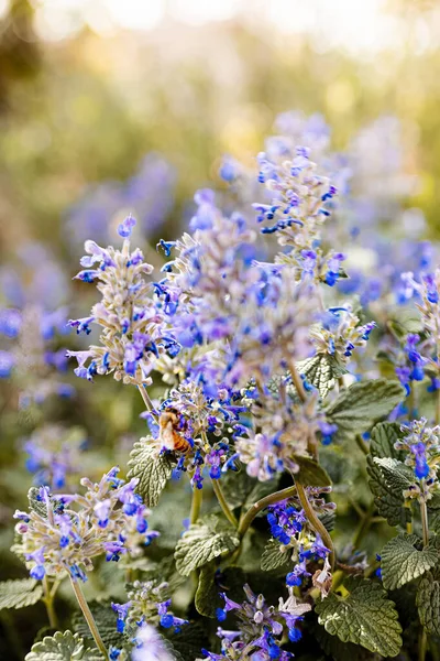 Biene Bestäubt Lila Lavendelblüte — Stockfoto