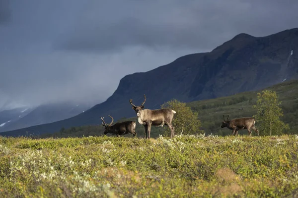 Reindeer, Padjelanta national park, Lapland, Sweden
