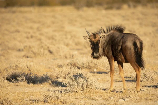 Young Blue Wildebeest Etosha National Park Namibia — Stock fotografie