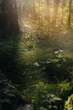 Güneşin ışınları ormandaki sislerin dallarından geçer.