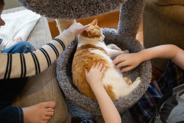 Çocuk Ellerinin Üzerinde Okşayan Kedi Kürkünden Görünüm