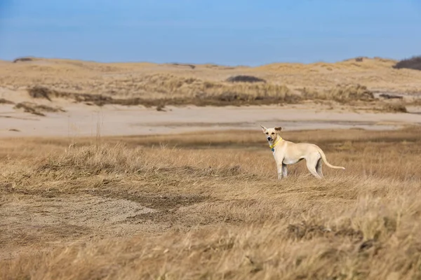 A mixed-breed yellow dog stands in a dry grassy field off-leash