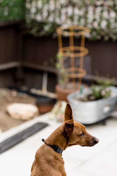 Portrét Červenovlasého Psa Sedícího Dvoře San Diegu — Stock fotografie