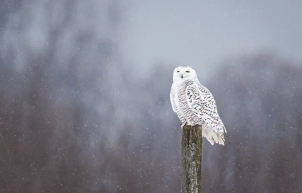 Female Snowy Owl Perched Fence Post Winter Day Canada — Stok fotoğraf
