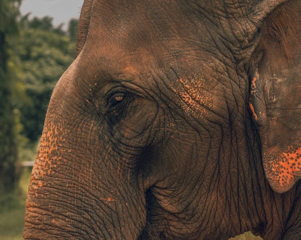象の肖像画の自然界の顔 — ストック写真