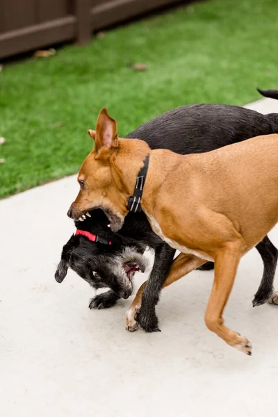 Close Two Dogs Wrestling Yard San Diego — стоковое фото