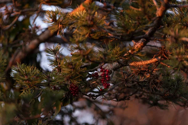 Red Berries Pine Sunset — Stock Photo, Image