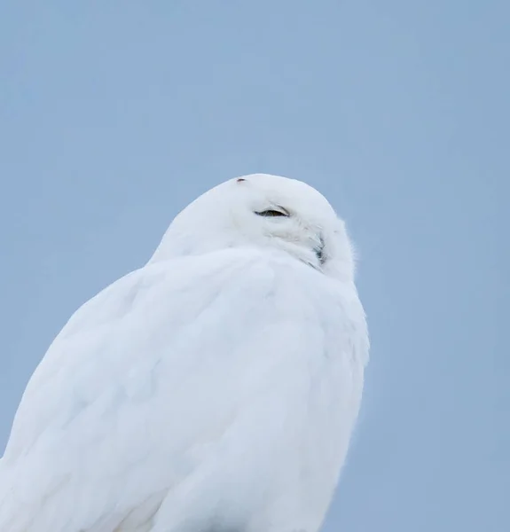 Zbliżenie Białego Samca Sowy Śnieżnej Przeciwko Błękitne Niebo Kanadzie — Zdjęcie stockowe