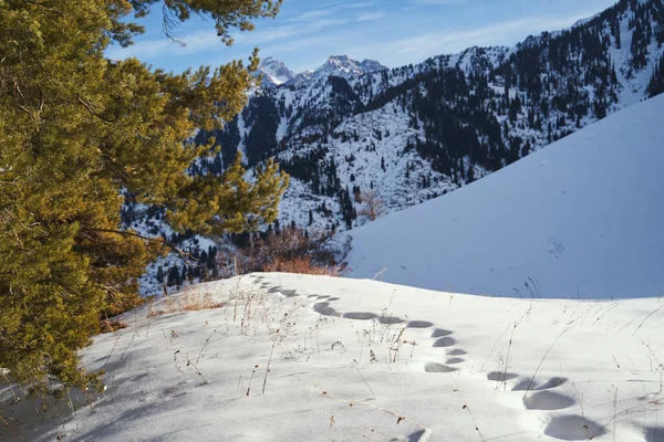 Animal Footprints Fresh Sparkling Snow Mountains — Stockfoto