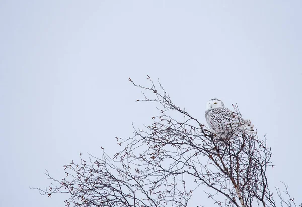 Coruja Branca Fêmea Empoleirada Ramos Dia Inverno Nublado Canadá — Fotografia de Stock