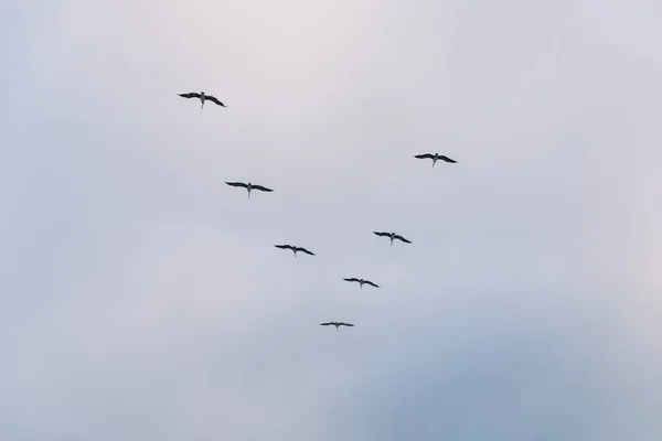 Pelicans Flying Blue Skies Pink Clouds — Stock Photo, Image
