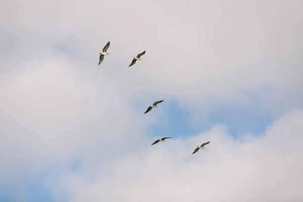 Пелікани Летять Похмурий День Абстрактною Композицією — стокове фото