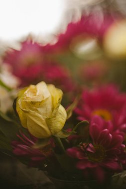 Sıcak tonlarda güneş ışığıyla soyut çiçek arkaplanı