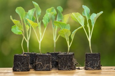 Kohlrabi seedlings with root system  on green spring garden background