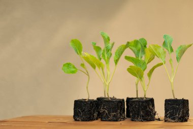 Green vegetables seedlings. Green seedlings of kohlrabi