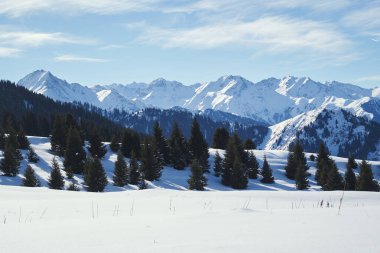 Classic mountain winter landscape with forest.