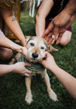 Geriatrik Teriyer Köpeği Birçok Arkadaş Eller Tarafından Evcil Köpeği Oluyor