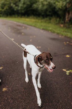 Bulutlu bir sonbahar gününde yolda yürüyen bir köpeğin portresi.