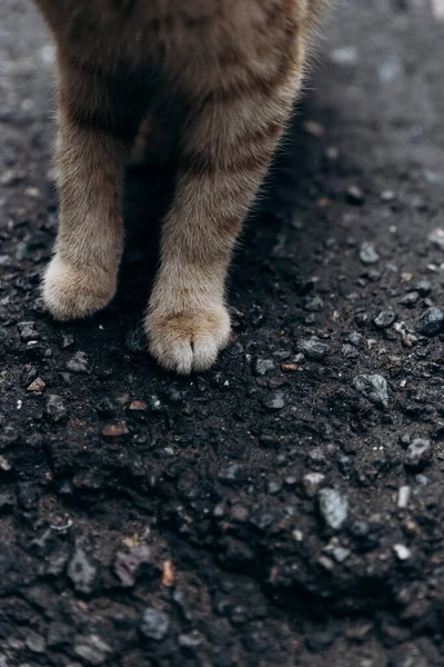 paws of a gray cat on the old asphalt with cracks