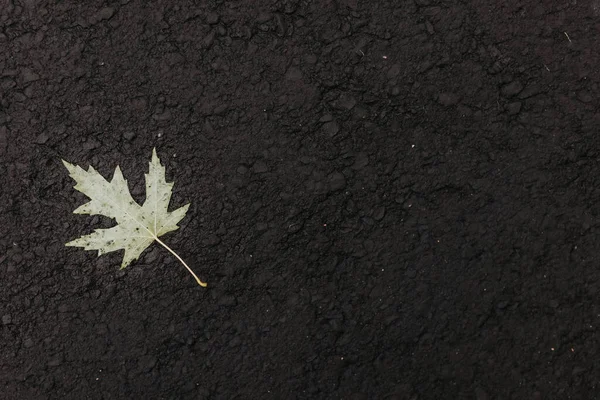 Horizontal Image Found Leaf Walking Black Trail Sidewalk — Φωτογραφία Αρχείου