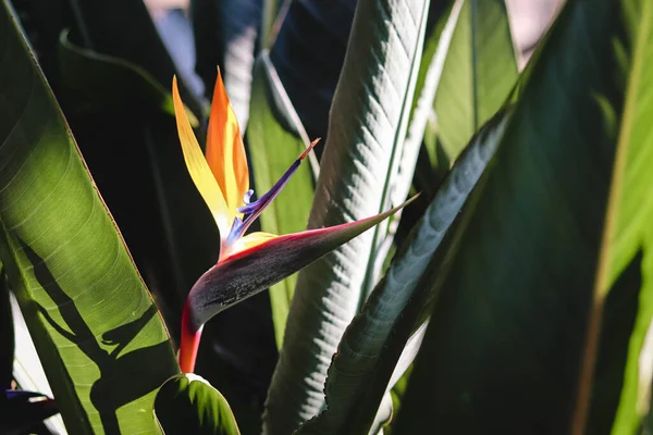 Longwood Gardens Konservatuarında Cennet Kuşu — Stok fotoğraf