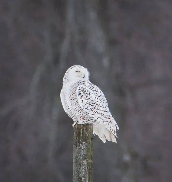 Female Snowy Owl Perched Fence Post Winter Day Canada — Stock Photo, Image