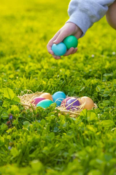 Easter Tradition Childrens Hands Collect Eggs Green Clover — Stock Photo, Image