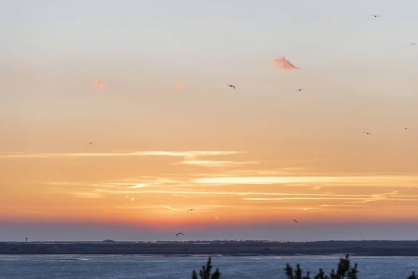 Seagulls Sea Gulf Sunset — Stock Photo, Image