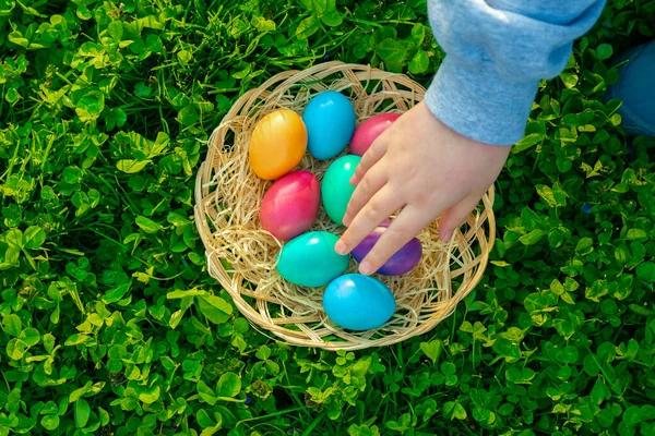 Easter Eggs Basket Green Clover Childs Hand Puts Colorful Eggs — Stock Photo, Image