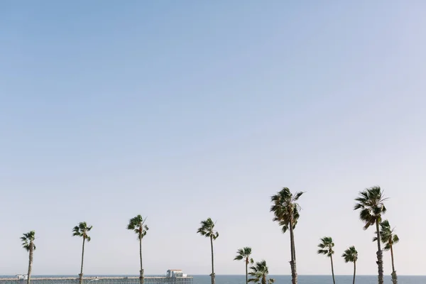 南カリフォルニアのオーシャンサイド桟橋にあるヤシの木と海 — ストック写真