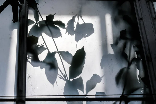 Conservatory Shadows Hibiscus Leaves Pressed on Glass