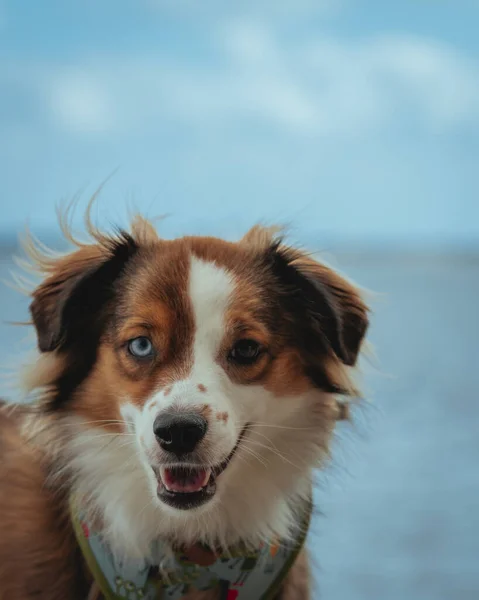 Cachorro Ojo Azul Marrón —  Fotos de Stock
