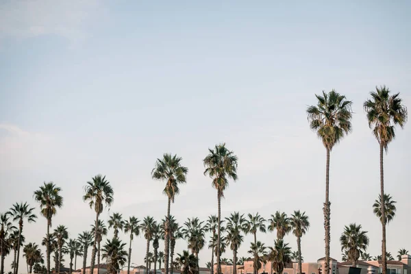 Palmy Při Západu Slunce Pláži Kalifornii — Stock fotografie
