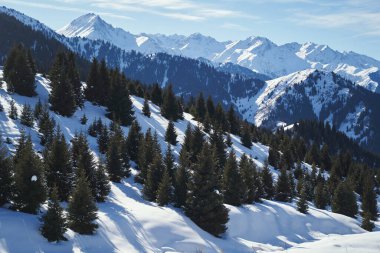 Mountain slopes with spruce forest on snow-covered mountain slopes.