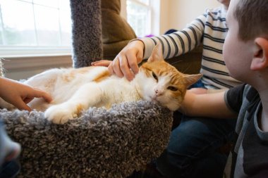 Çocuk Elleri Turuncu ve Beyaz Kedi Kürkü