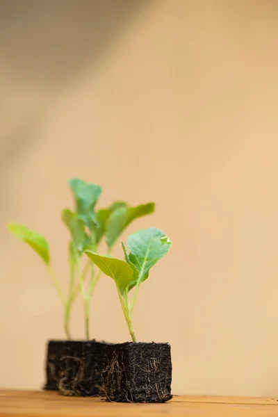 Kohlrabi Seedlings Green Vegetables Seedlings — Stockfoto