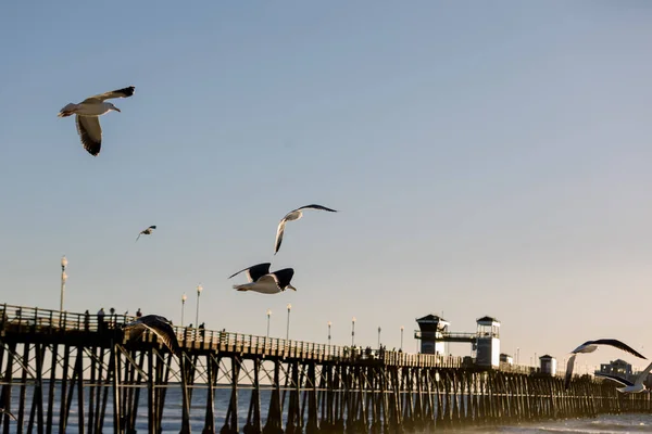 Seagulls Flying Pier Beach — Stock fotografie