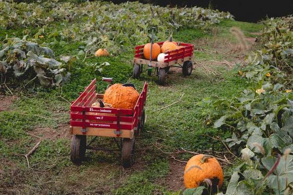 Pumpkins Wagons Pick Pumpkin Patch Ramsey Farm —  Fotos de Stock