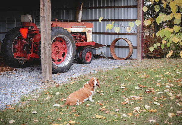 Basset Hound Farmall Tractor Galpão — Fotografia de Stock